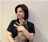 Изображение в Домашние животные Услуги для животных Теперь в ветклинике Бемби, которая расположена в Москве 1 550