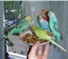 Изображение в Домашние животные Птички Продаю волнистых попугаев своего разведения.Птицы в Мытищах 1 200
