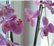Фото в Домашние животные Растения продаю орхидеи цветущие 400 р.отцветающие в Томске 400