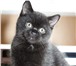 Клубные котята от британской кошки: мать, SCORPION S Puma (BRI b), отец SCORPION S ASTERICX 69350  фото в Санкт-Петербурге