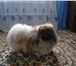 Изображение в Домашние животные Услуги для животных Для вязки предлагаются опытные кобели пекинеса, в Новосибирске 1 300