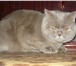 Изображение в Домашние животные Вязка Молодой британский кот лилового окраса без в Электростали 4 000