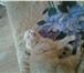 Изображение в Домашние животные Вязка красивый кот ищет дружбы с кошкой в Москве 2 000