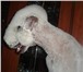 Фотография в Домашние животные Услуги для животных Профессиональная стрижка собак и кошек с в Новороссийске 700
