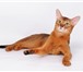 Foto в Домашние животные Вязка Опытный абиссинский кот американского типа. в Москве 5 000
