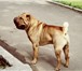 Фотография в Домашние животные Вязка собак Очень крупный, красивый кобель шарпея (родители в Хабаровске 0