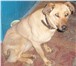 Фотография в Домашние животные Найденные Найдена собака 24.01.2011 в районе Гостинного в Уфе 0