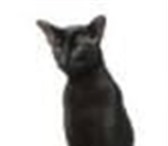 Foto в Домашние животные Услуги для животных Ориентальный титулованный кот черного окраса в Череповецке 8 000