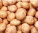 Фото в Прочее,  разное Разное Белорусский картофель напрямую со склада в Москве 0