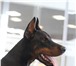 Фото в Домашние животные Вязка собак Предлагается для вязки кобель добермана с в Санкт-Петербурге 30 000