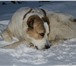 Фото в Домашние животные Вязка собак Таубек, чемпион Российской Федерации в номинации в Пензе 0