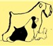 Изображение в Домашние животные Услуги для животных т. 960-865-93-54, стрижки породные, практичные в Астрахани 0