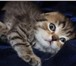 Продаются вислоухие и прямоухие котята Scottish Fold &amp;amp; Scottish Straight,  1,  вислоухий ко 69017  фото в Москве