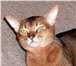Foto в Домашние животные Вязка Молодой клубный зеленоглазый кот яркого дикого в Москве 3 500