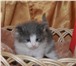 Продам котят породы Норвежская Лесная 1165329 Норвежская лесная фото в Новосибирске