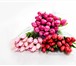 Фото в Домашние животные Растения внимание! каинские тюльпаны! заказывая цветы в Москве 30