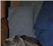 Foto в Домашние животные Вязка шотландский вислоухий приглошает на вязку в Магнитогорске 3 000