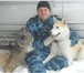 Foto в Домашние животные Одежда для собак Красивый кабель породы Сибирский Хаски ,ждет в Миассе 10 000