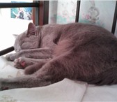 Фото в Домашние животные Вязка Ищем котика-британца для вязки с нашей красавицей.Документов в Петрозаводске 0