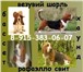 МКОО Клуб породы Бассет-хаунд предлагает высокопородных щенков, Окрас 2-х и 3-х цветный, Др 67218  фото в Архангельске