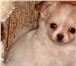 Чихуахуа - одна из самых модных карманных собачек современности, Мы предлагаем щенков чихуахуа на 65983  фото в Ростове-на-Дону