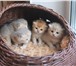 Foto в Домашние животные Товары для животных Лежанка для кошки. Лёгкая, практичная, нетоксичная. в Чебоксарах 1 200