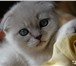 Foto в Домашние животные Вязка Шотландский вислоухий кот с родословной приглашает в Тамбове 2 000
