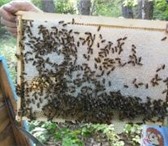 Foto в Домашние животные Другие животные Продам пчел ,семьи здоровые, пчелы спокойны, в Таганроге 5 000