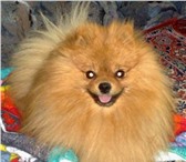 Продается щенок шпица мальчик, Будет ярко-рыжего окраса,  отец импорт США, У матери в родословной амер 66484  фото в Москве