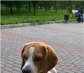 Foto в Домашние животные Вязка собак Чистопородный кобель породы Бигль, 4 года. в Красноярске 0