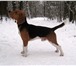 Foto в Домашние животные Вязка собак Предлагается для вязки кобель породы Бигль, в Москве 0