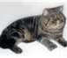 Фотография в Домашние животные Вязка Американский экзотический кот для вязки, в Туле 1