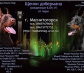 Щенки добермана 984683 Доберман фото в Магнитогорске