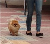 Foto в Домашние животные Вязка собак Миниатюрный шпиц, приглашает невест, БРЕНДИ в Ставрополе 7 000