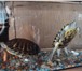 Фотография в Домашние животные Другие животные Продам красноухих черепах (самка и самец), в Ульяновске 600