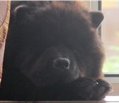 Фотография в Домашние животные Вязка собак Девочка,чёрный окрас,год и 10,ищет жениха в Томске 0