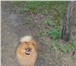 Фото в Домашние животные Вязка собак мальчик ждет свою девочку! в Самаре 6 000