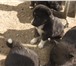 Фотография в Домашние животные Отдам даром Раздаём замечательных щенков месяца отроду в Подольске 0