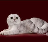 Продажа шотландских вислоухих котят 5057615 Шартрез фото в Москве