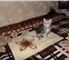 Мраморные котята скоттиш-страйт 991850 Скоттиш страйт фото в Москве