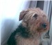 14 ноября на Увильдах нашли собаку, девочка Вельштерьер, Очень послушная и умненькая, Ищу хозяина 65963  фото в Челябинске
