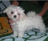 Продаю щенка мальтийской болонки (мальтезе), д, р, 27 июня 2010 г, , возраст 3 месяца, девочка, р 67893  фото в Екатеринбурге