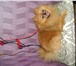 Foto в Домашние животные Вязка собак Предлагается для вязки миниатюрный Шпиц из в Самаре 5 000