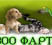 Фотография в Домашние животные Товары для животных Мы  предлагаем широкий ассортимент качественных в Москве 200
