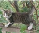 Foto в Домашние животные Отдам даром Ласковый пушистый котёнок ищет хозяев. Девочка, в Улан-Удэ 0