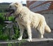 Изображение в Домашние животные Вязка собак Кавказская овчарка 2 года, не развязана. в Саяногорск 1