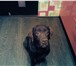 Фото в Домашние животные Найденные В декабре 2013 найдена собака,породы лабрадор в Чите 0
