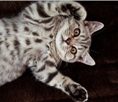 Foto в Домашние животные Отдам даром Отдам даром в хорошие руки шотландскую кошку в Кирове 0