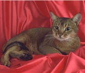 Фотография в Домашние животные Услуги для животных Профессиональные  фотосессии  кошек  и  небольших в Тюмени 2 000