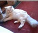 Foto в Домашние животные Вязка Предлагаем на вязку сибирского белого кота в Москве 1 500